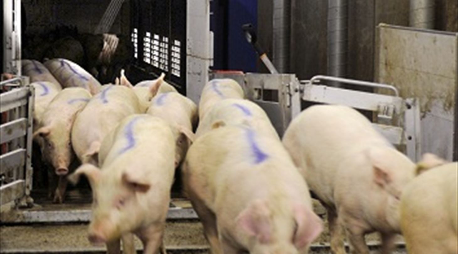 Handling of pigs in batches